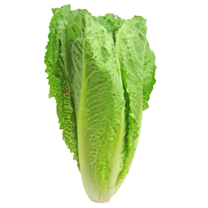 خس